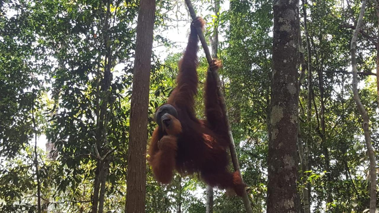 Lucky Bamboo'Bungalows-Resto And Orangutan Jungle Trekking Tours Bukit Lawang Εξωτερικό φωτογραφία