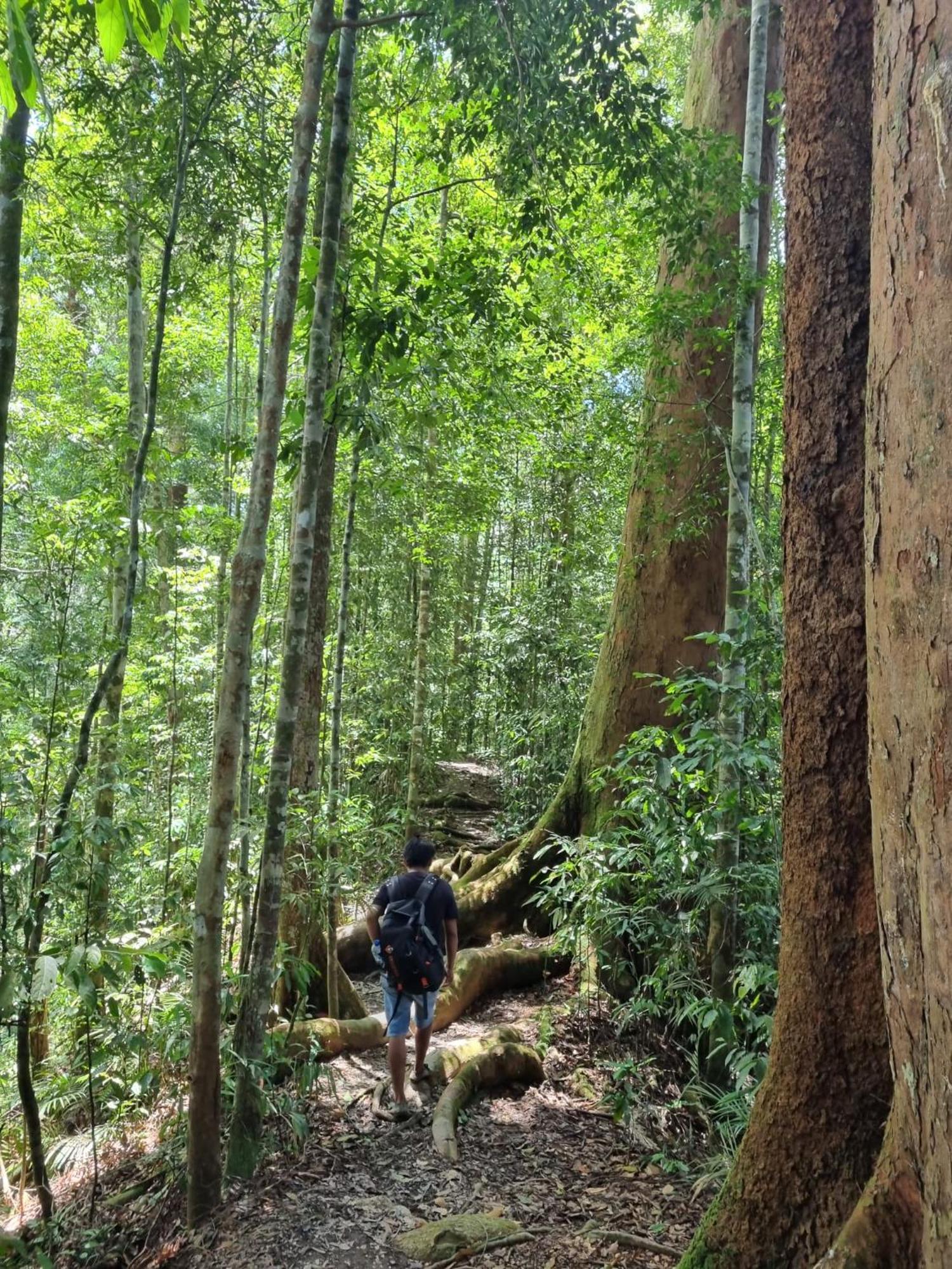 Lucky Bamboo'Bungalows-Resto And Orangutan Jungle Trekking Tours Bukit Lawang Εξωτερικό φωτογραφία