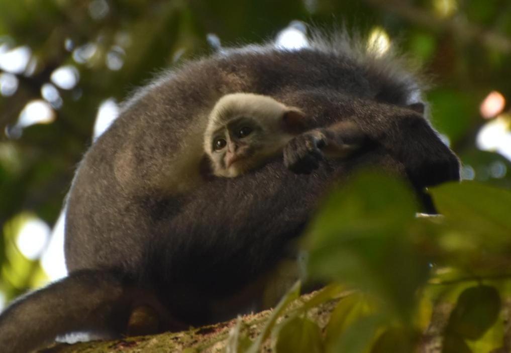 Lucky Bamboo'Bungalows-Resto And Orangutan Jungle Trekking Tours Bukit Lawang Εξωτερικό φωτογραφία