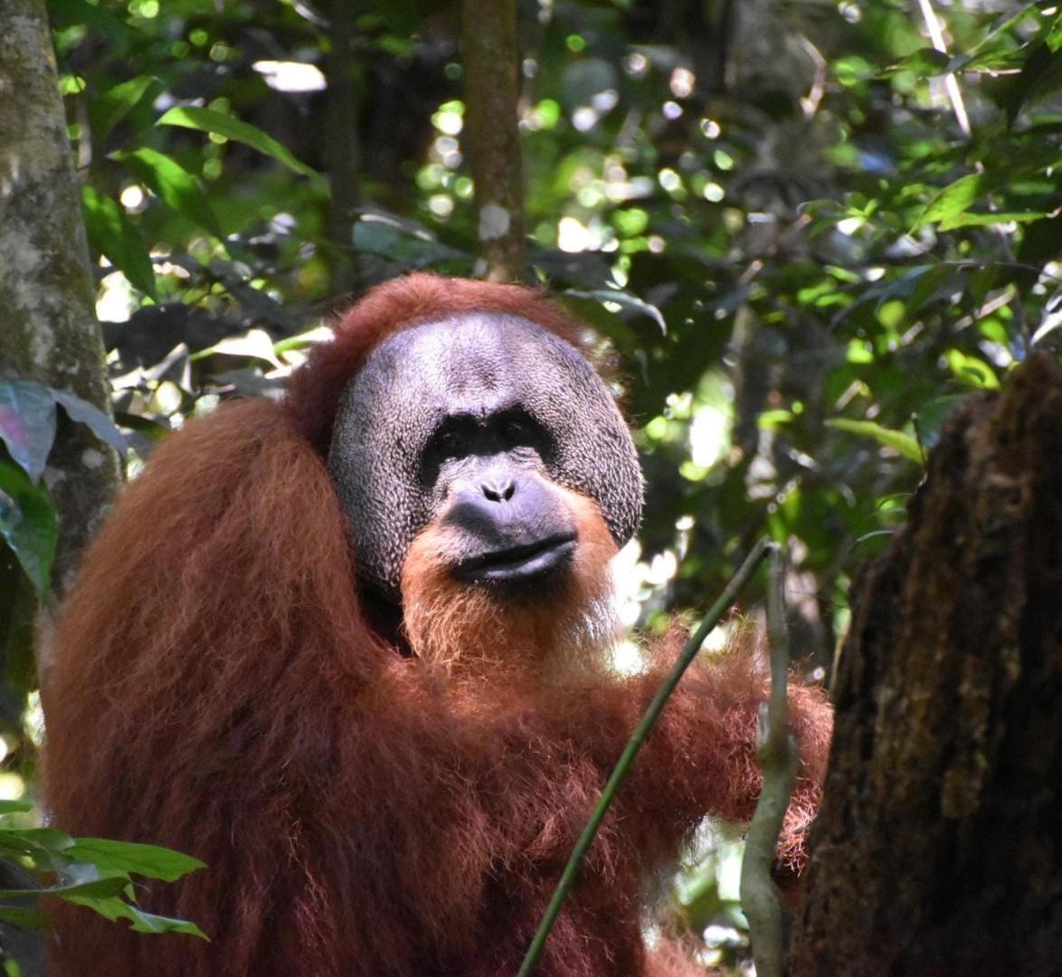 Lucky Bamboo'Bungalows-Resto And Orangutan Jungle Trekking Tours Bukit Lawang Εξωτερικό φωτογραφία