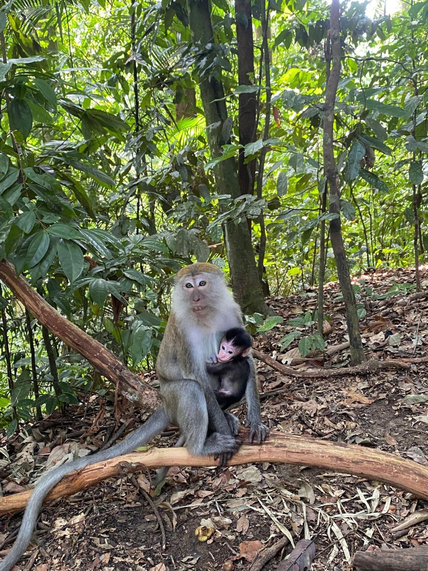 Lucky Bamboo'Bungalows-Resto And Orangutan Jungle Trekking Tours Bukit Lawang Εξωτερικό φωτογραφία
