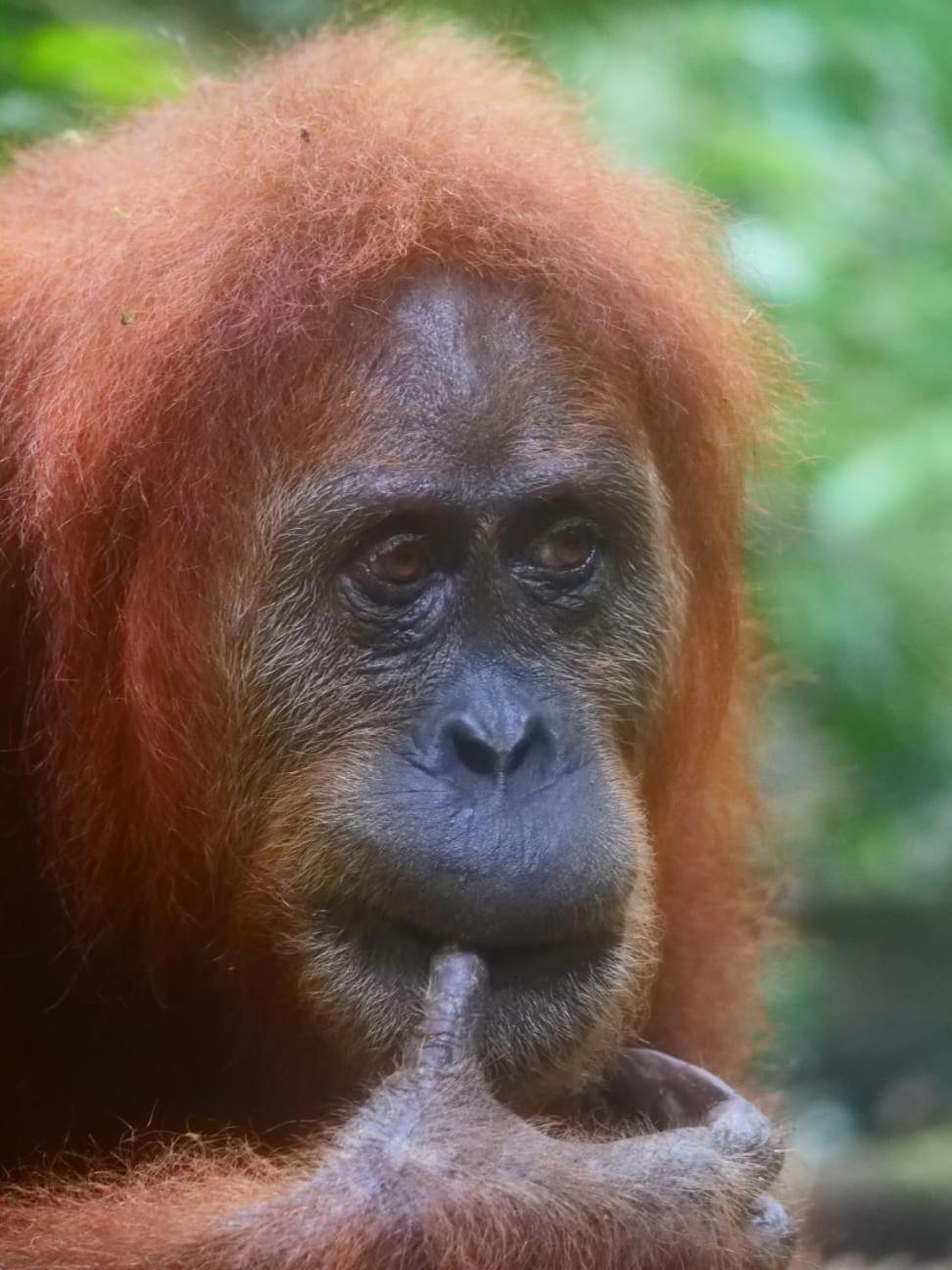 Lucky Bamboo'Bungalows-Resto And Orangutan Jungle Trekking Tours Bukit Lawang Εξωτερικό φωτογραφία
