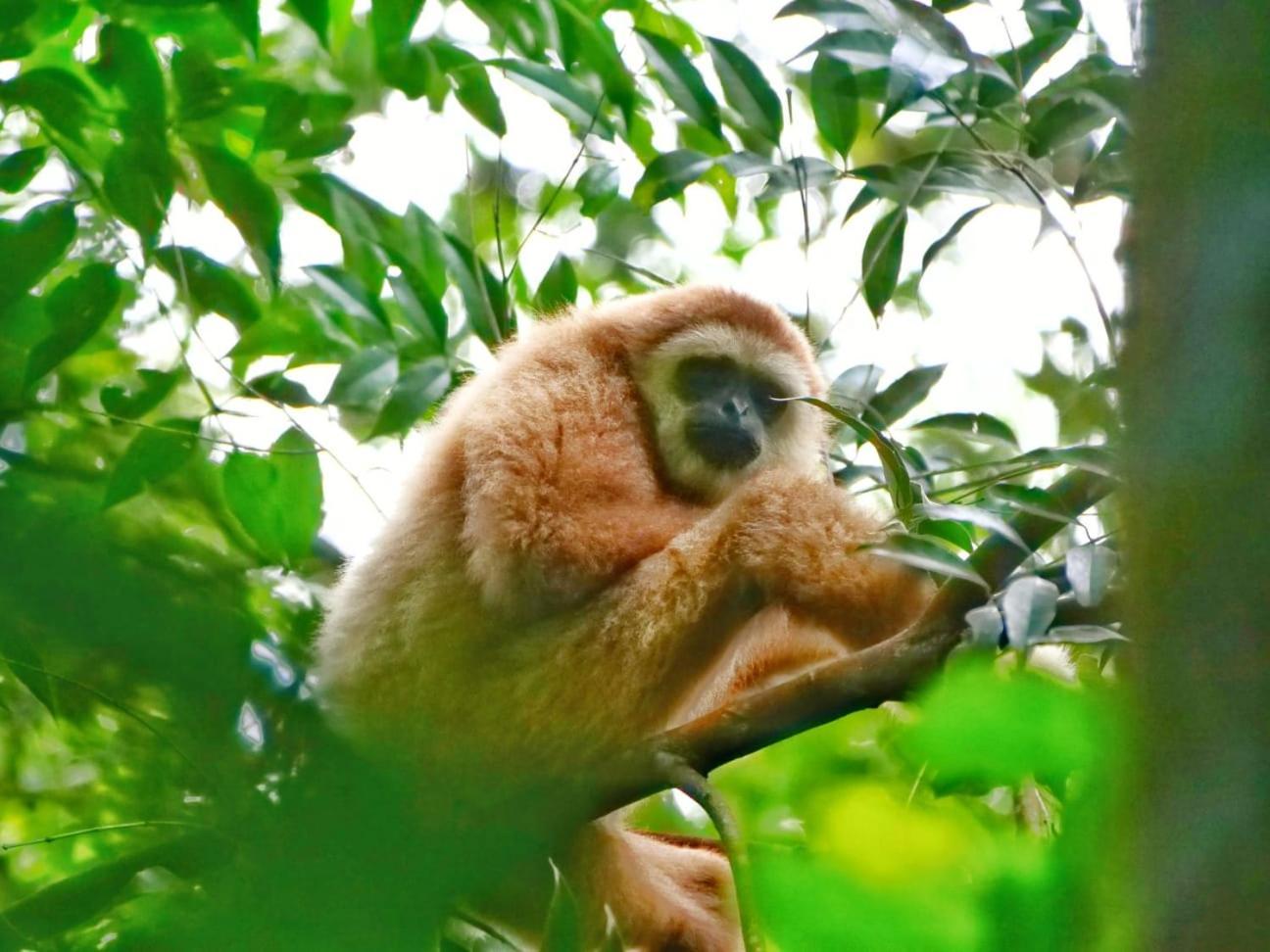 Lucky Bamboo'Bungalows-Resto And Orangutan Jungle Trekking Tours Bukit Lawang Εξωτερικό φωτογραφία